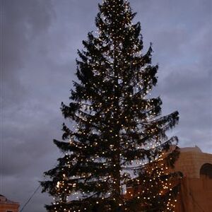 Rom - Christbaum für Papst