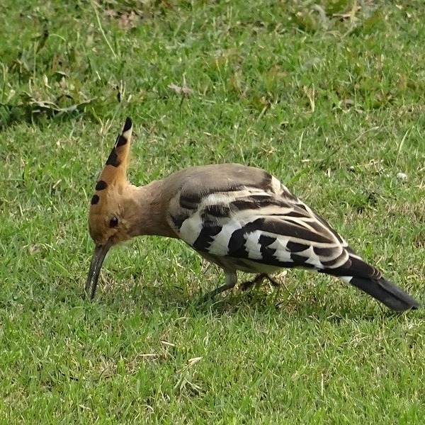 Bild von Bishnu Sarangi auf Pixabay